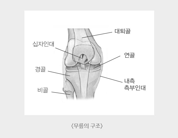 무릎의 구조