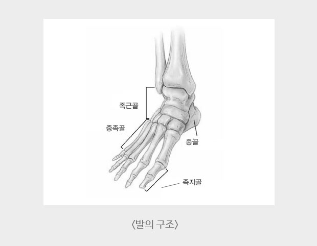 발의 구조